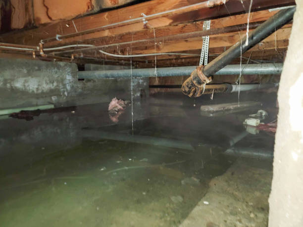 Best Local water damage restoration  in Sansom Park, TX